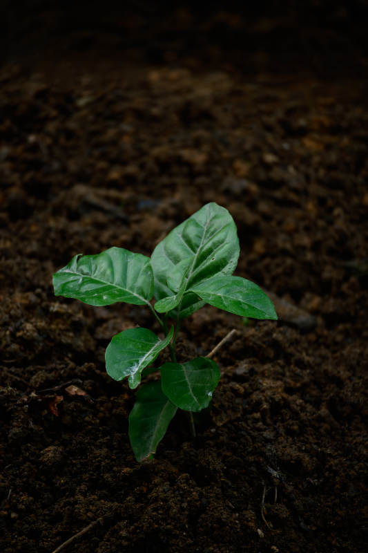 新芽破土-摄影图