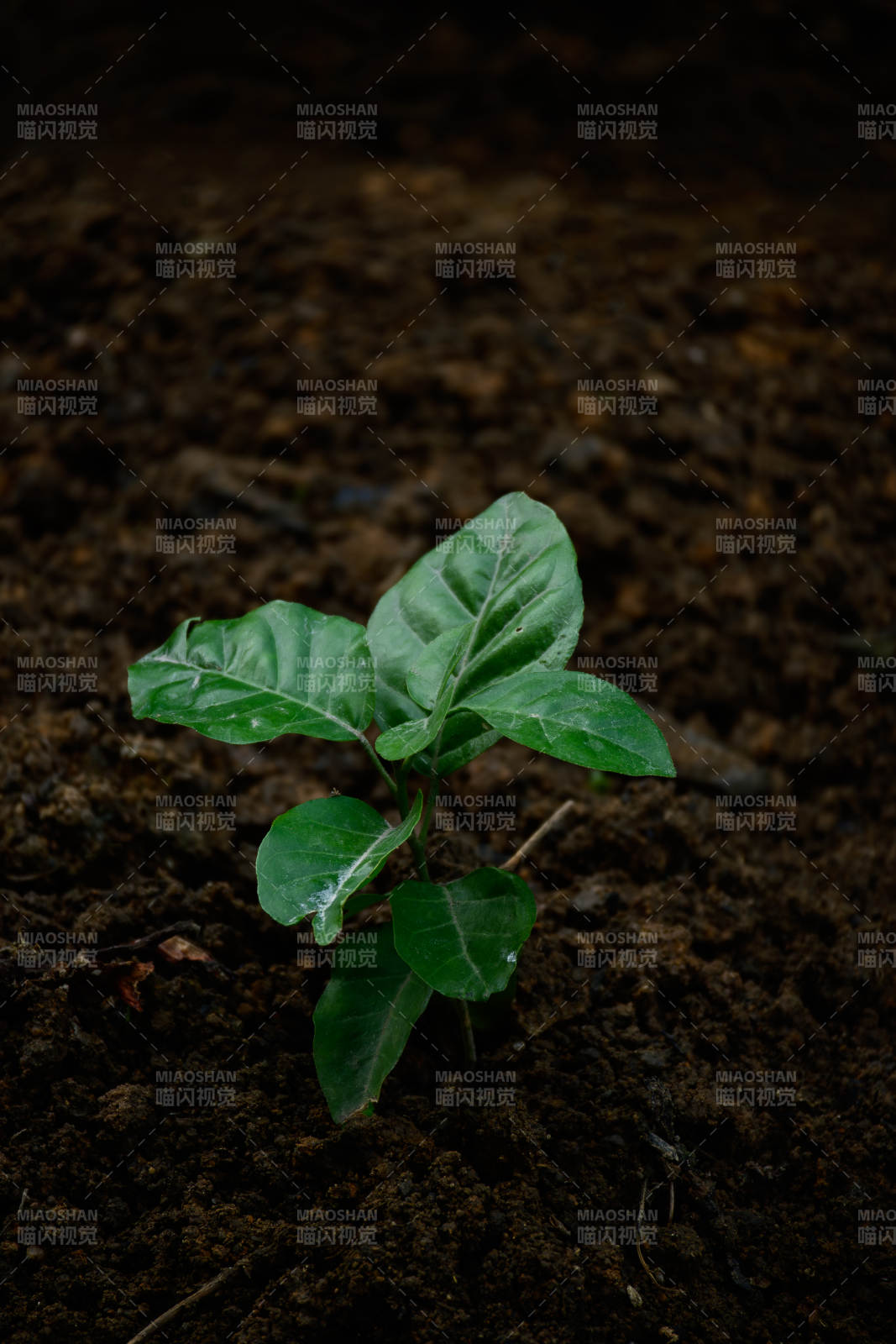 黄皮果树破土-摄影图