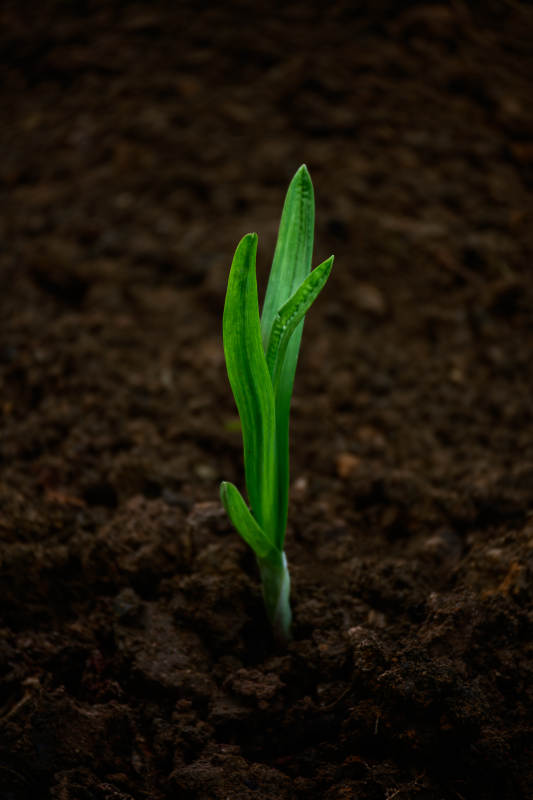 嫩芽破土而出-攝影圖