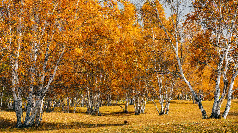 烏蘭布統秋日樺林金黃-攝影圖