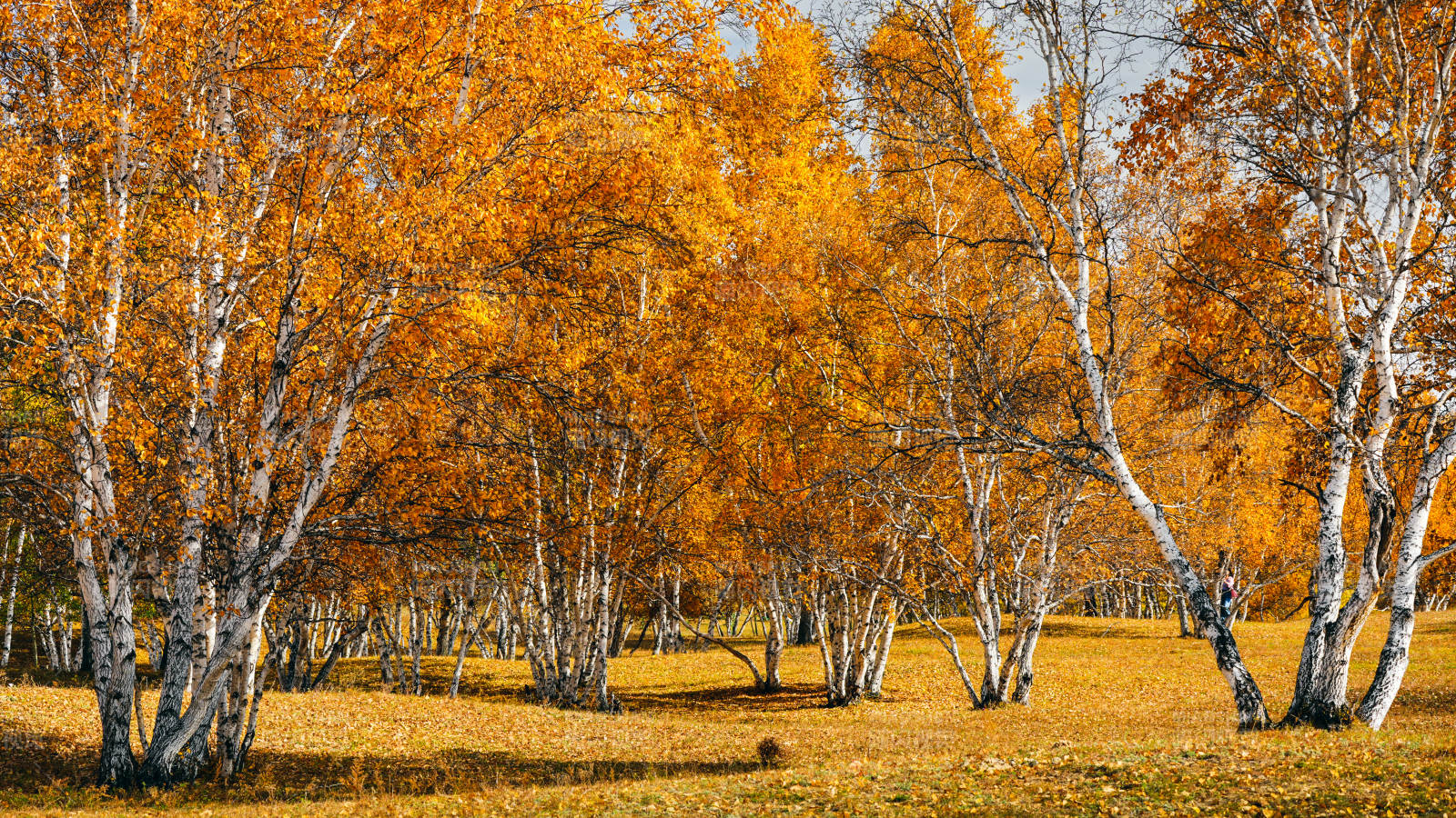 乌兰布统秋日桦林金黄-摄影图