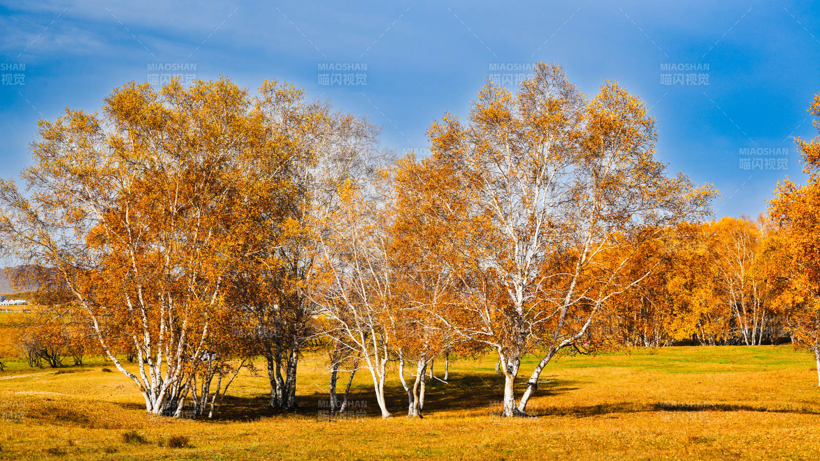 乌兰布统秋日金桦林-摄影图