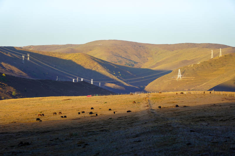 草原牧牛图-摄影图