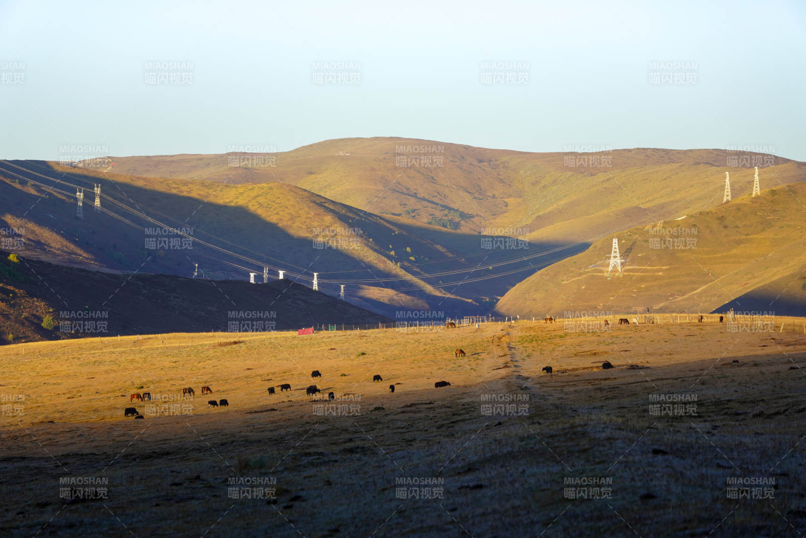 草原放牧-摄影图