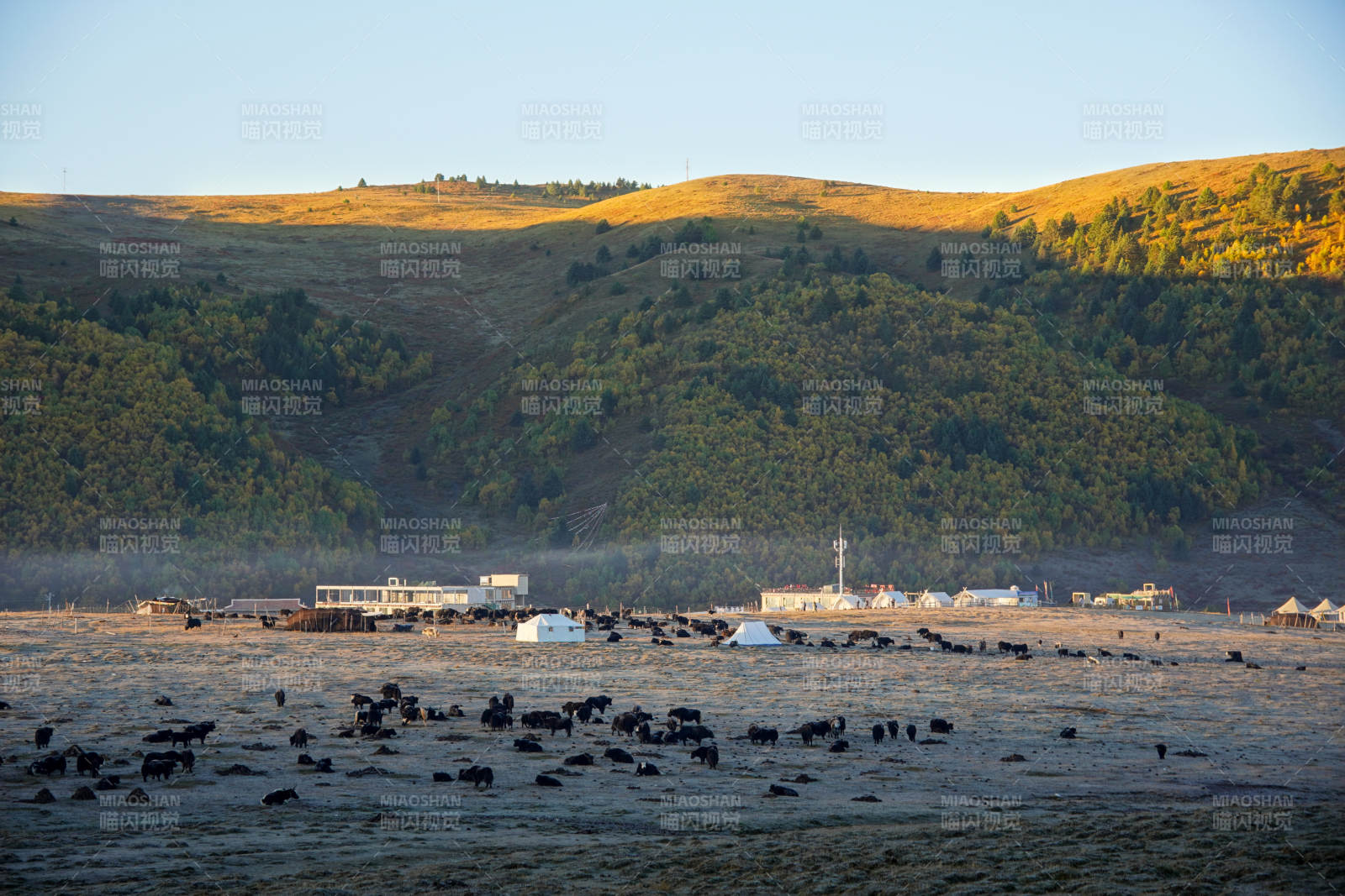 草原上的牛群-摄影图