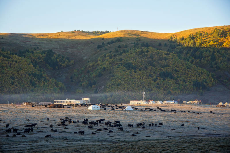 草原牧群夕阳下-摄影图
