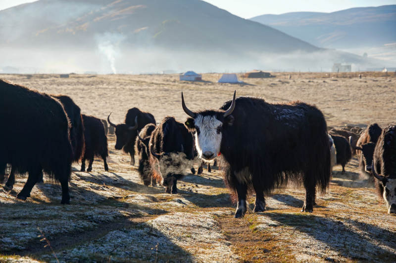 高原牦牛群-摄影图