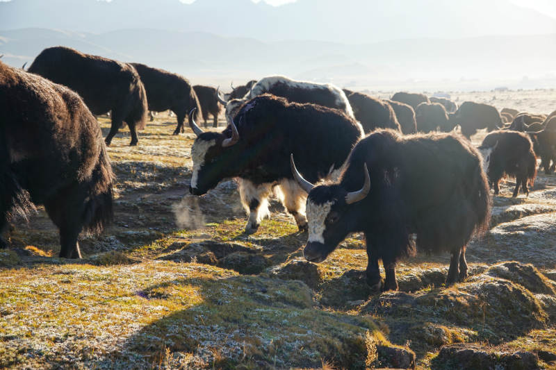 高原牦牛群影-攝影圖