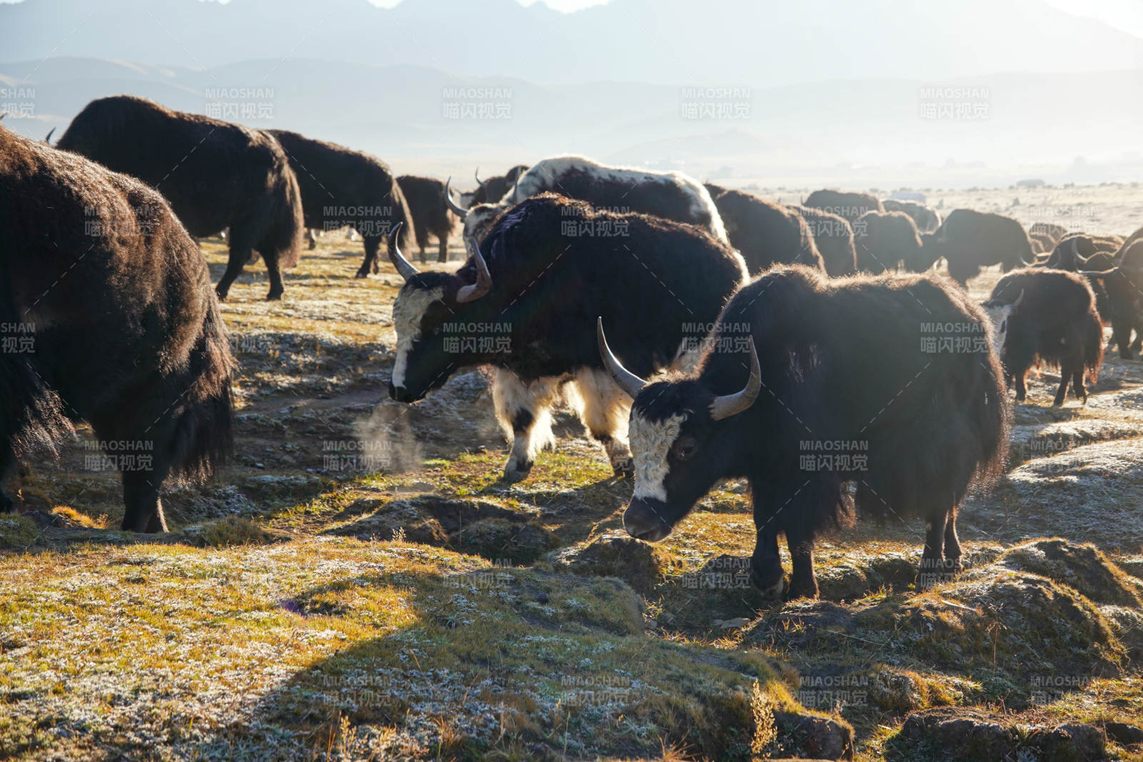 高原牦牛群影-攝影圖