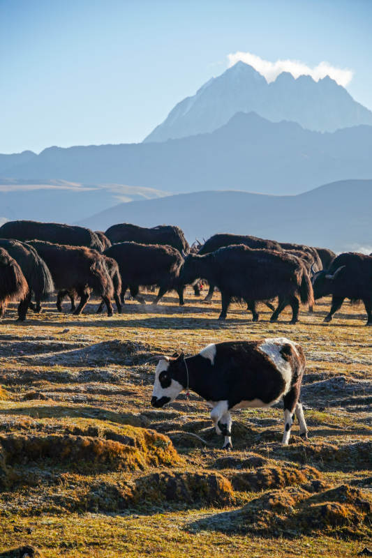 高原牧歌-摄影图