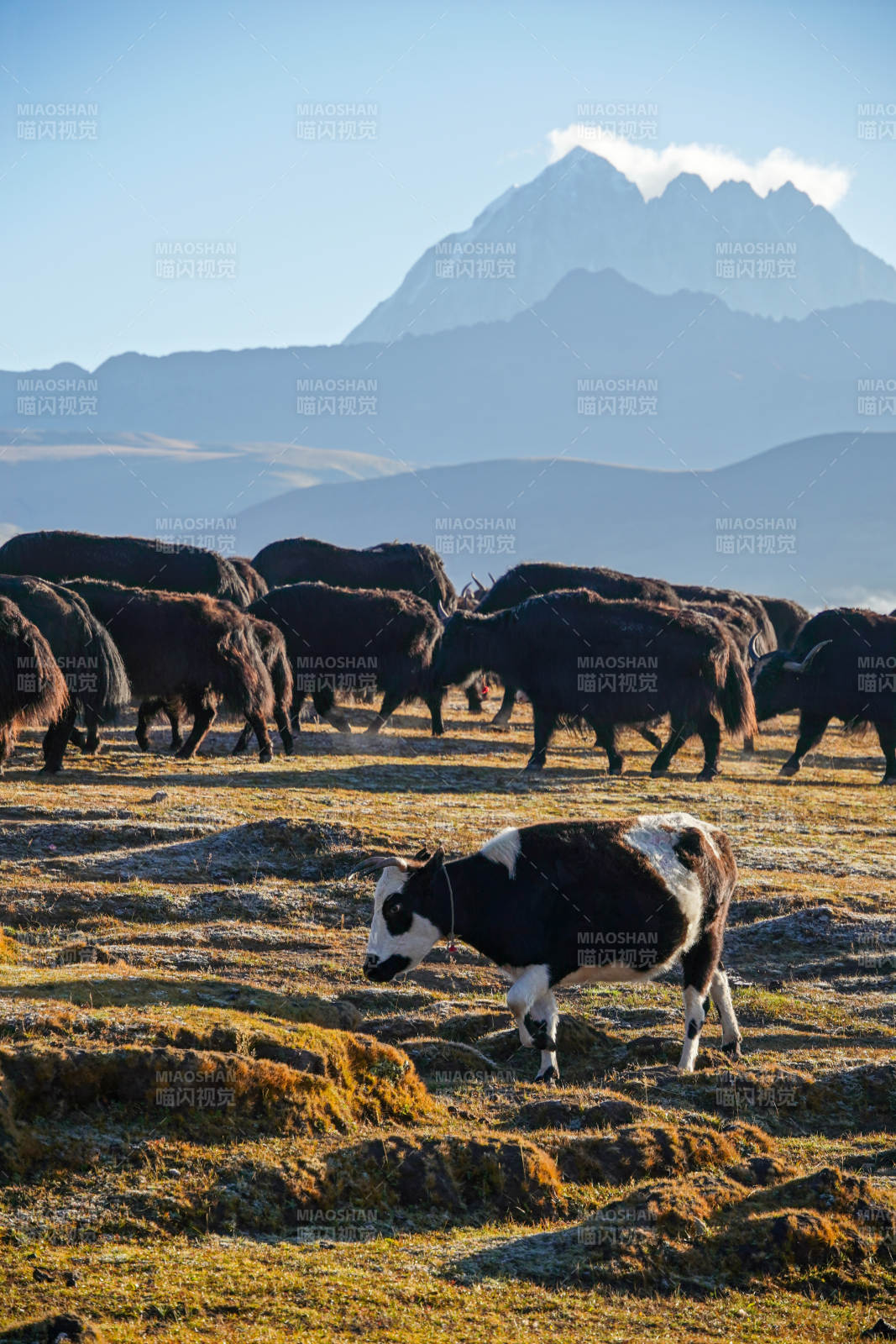 高原牧歌-摄影图