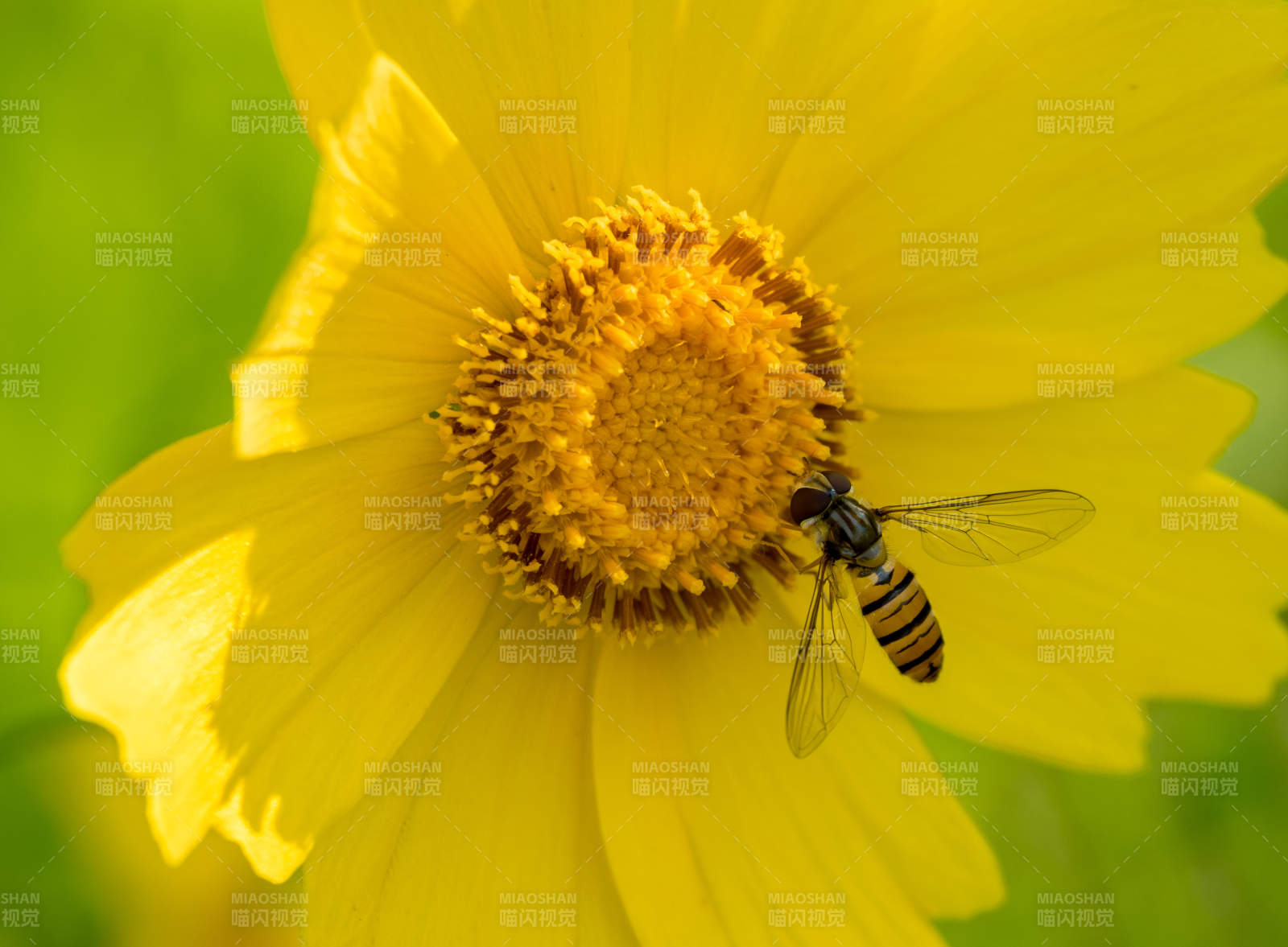 蜂采黄花-摄影图