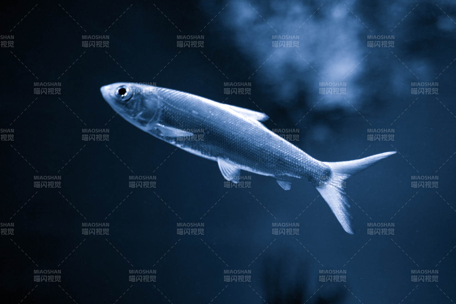 銀色魚游深藍中-攝影圖