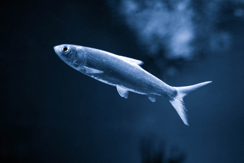 銀色魚游深藍中-攝影圖
