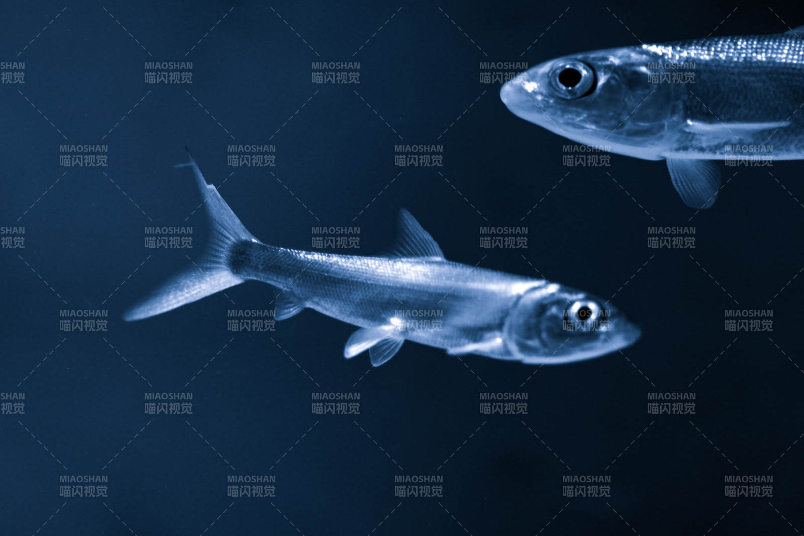 深海魚影-攝影圖