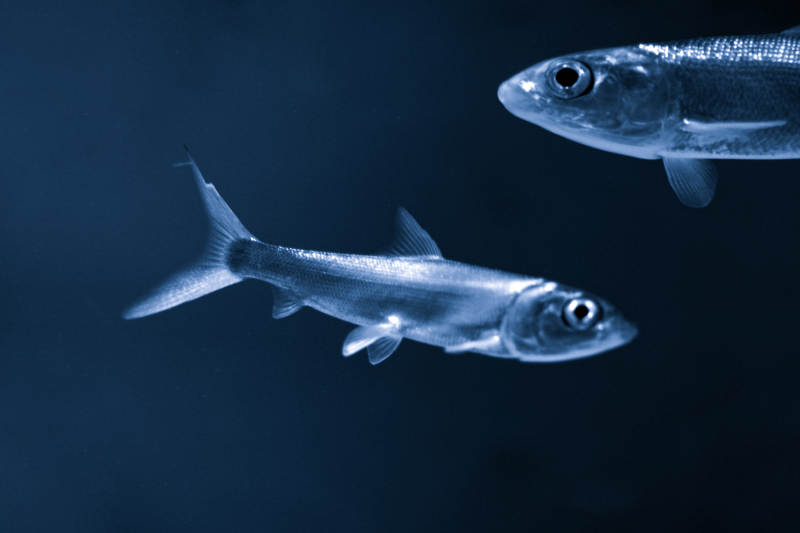 深海魚影-攝影圖