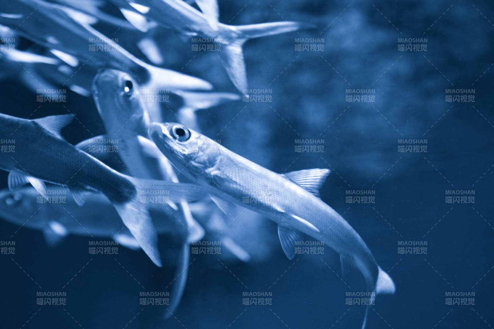 魚群游動水下景-攝影圖