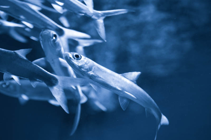 魚群游動水下景-攝影圖