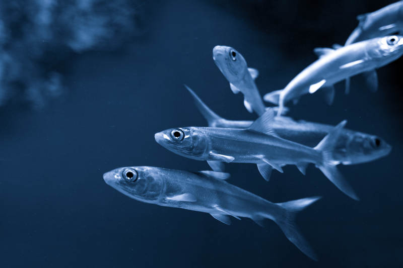 深海魚群游弋-攝影圖