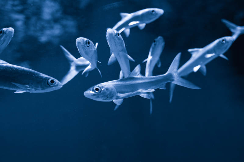 深海魚群游動-攝影圖