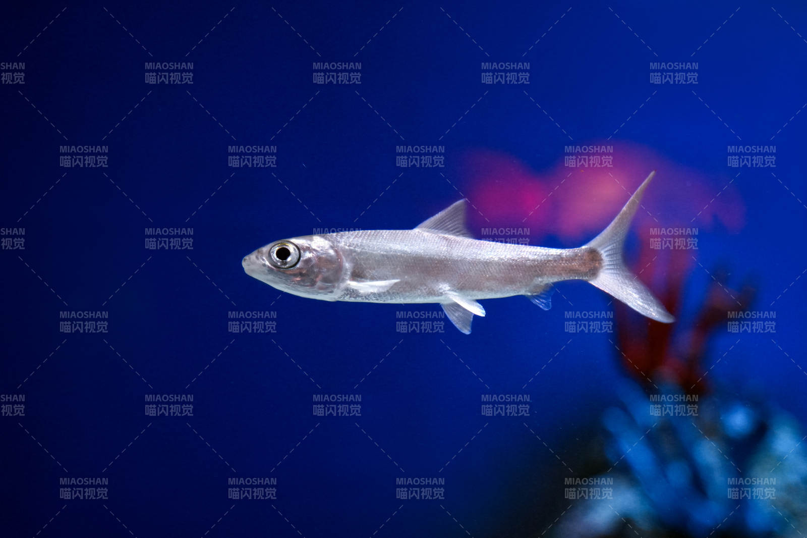 银色小鱼游动中-摄影图