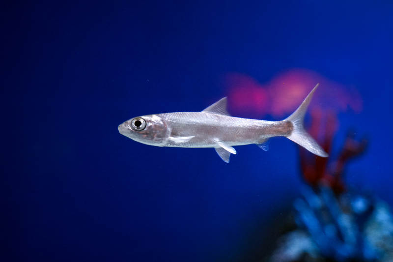 銀色小魚游動中-攝影圖