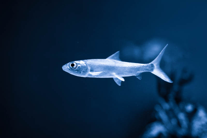 深海銀魚游弋-攝影圖