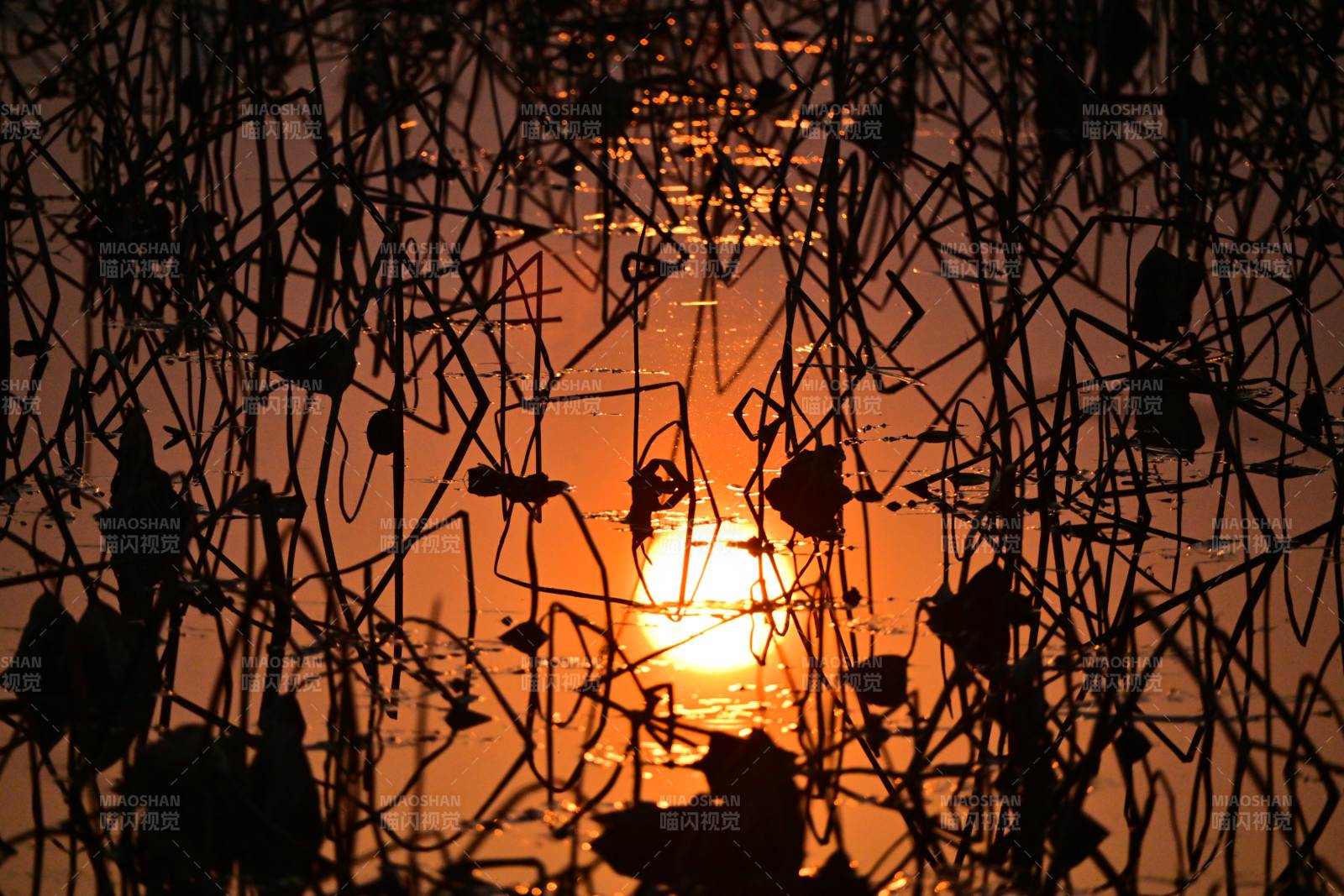 夕陽(yáng)蘆葦剪影-攝影圖