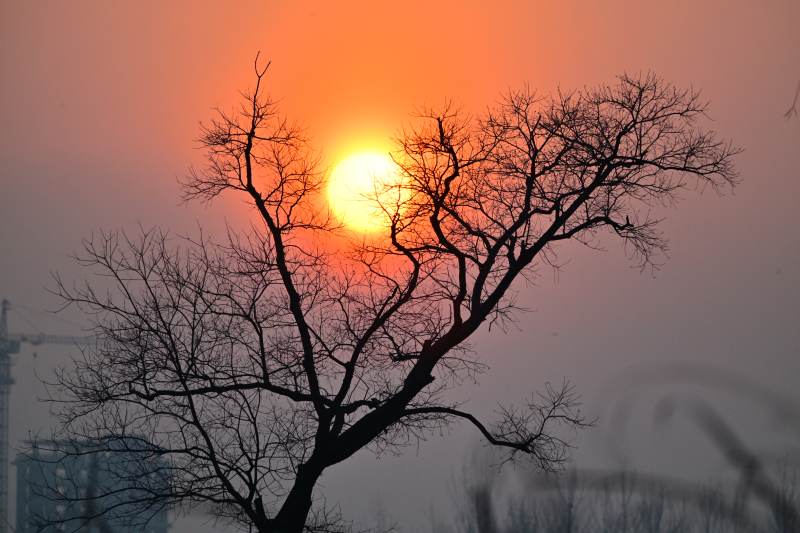 夕陽樹影-攝影圖