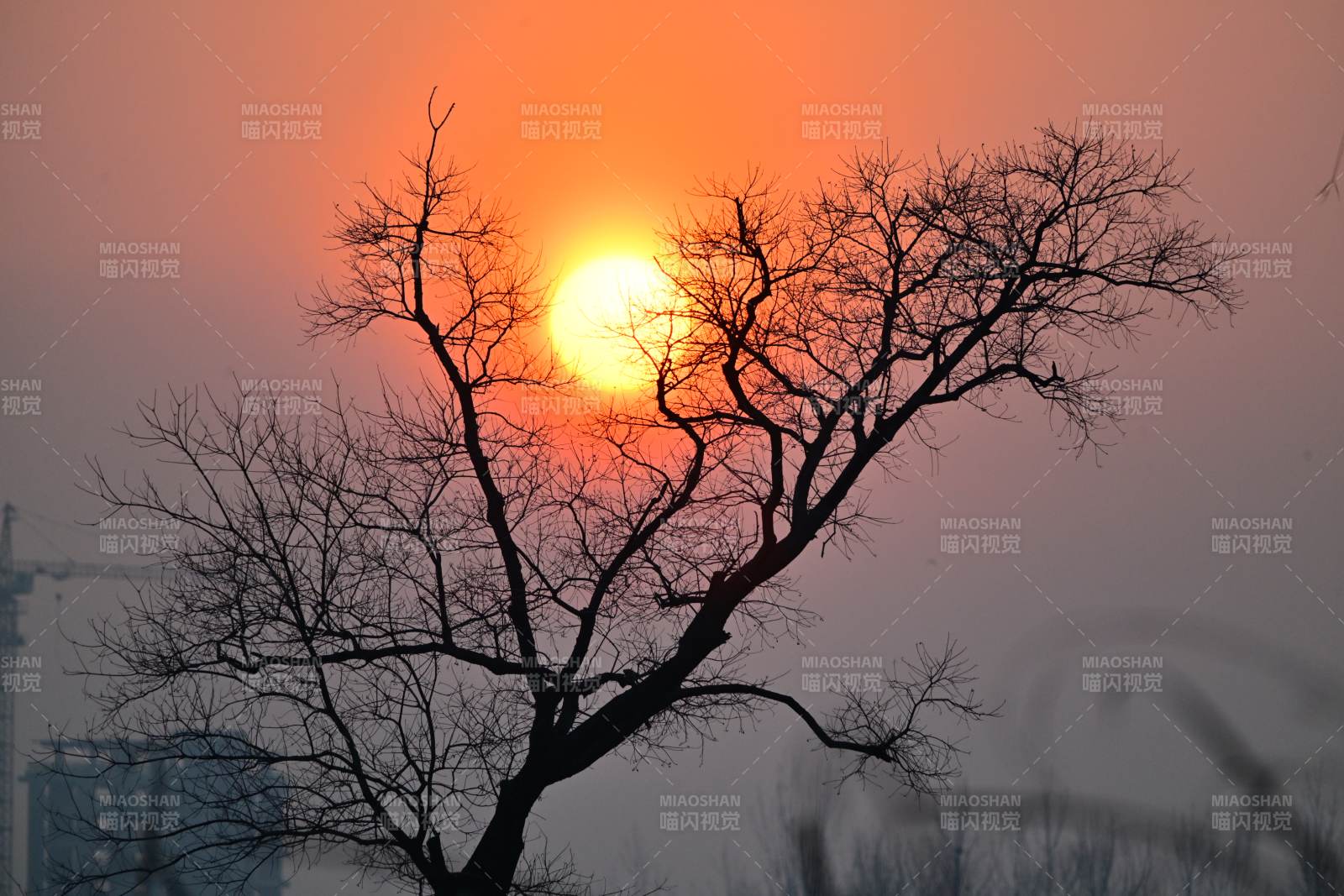夕陽樹影-攝影圖