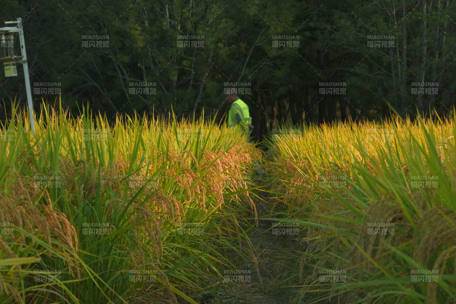 稻田中的身影-攝影圖