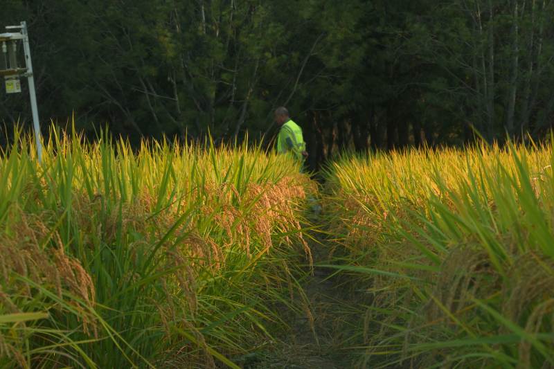 稻田中的身影-攝影圖