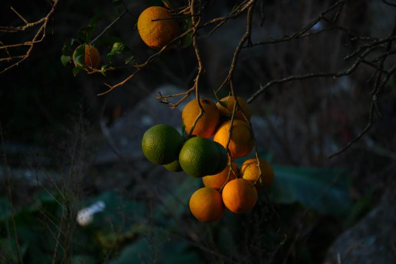橙綠相間的果實-攝影圖