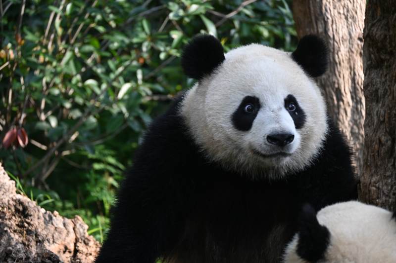 熊猫倚树静望-摄影图