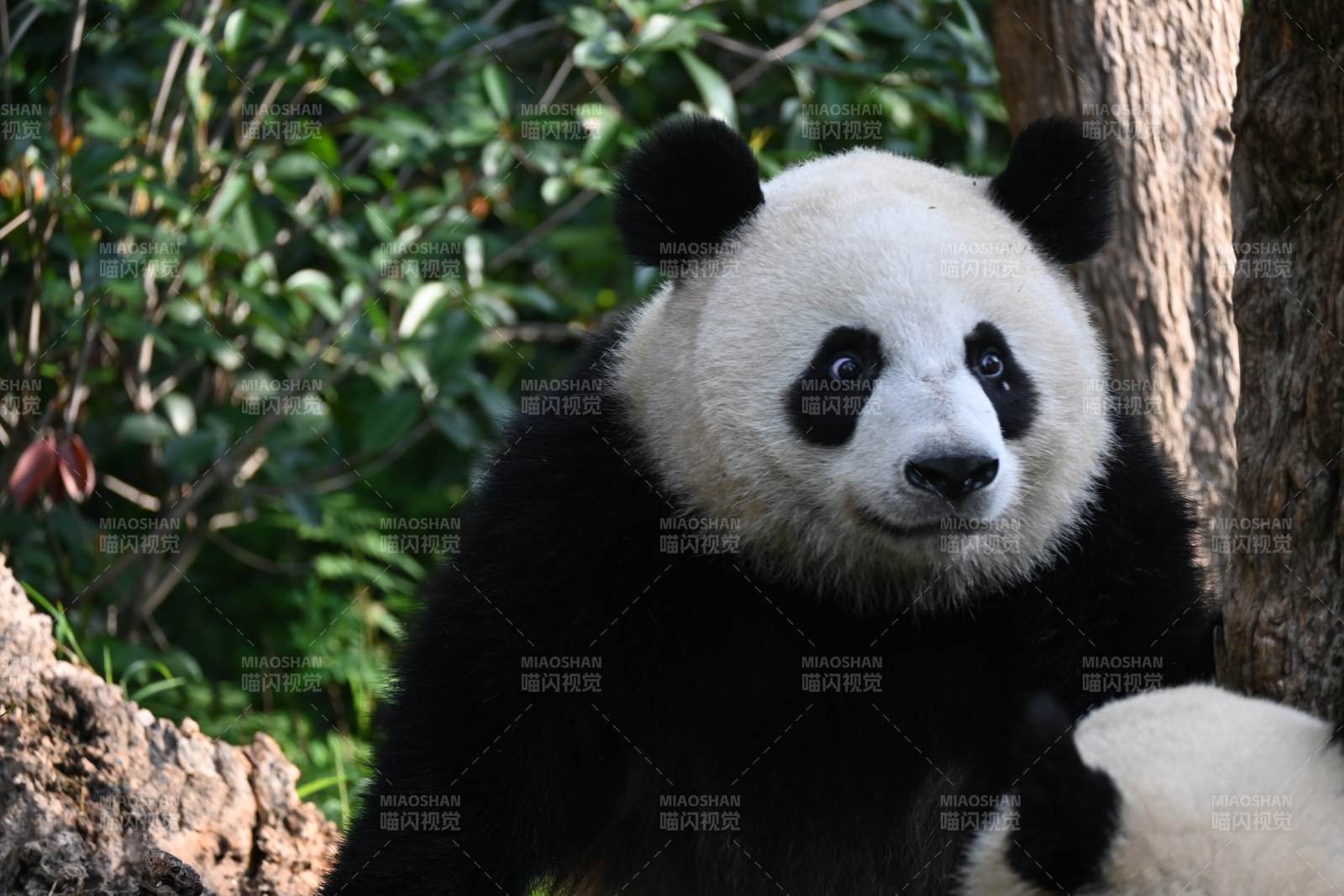 熊猫倚树静望-摄影图