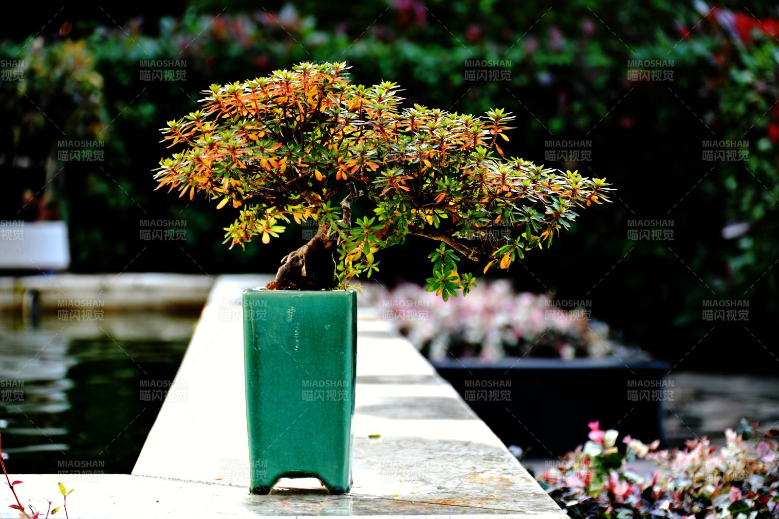 盆景靜謐之美-攝影圖