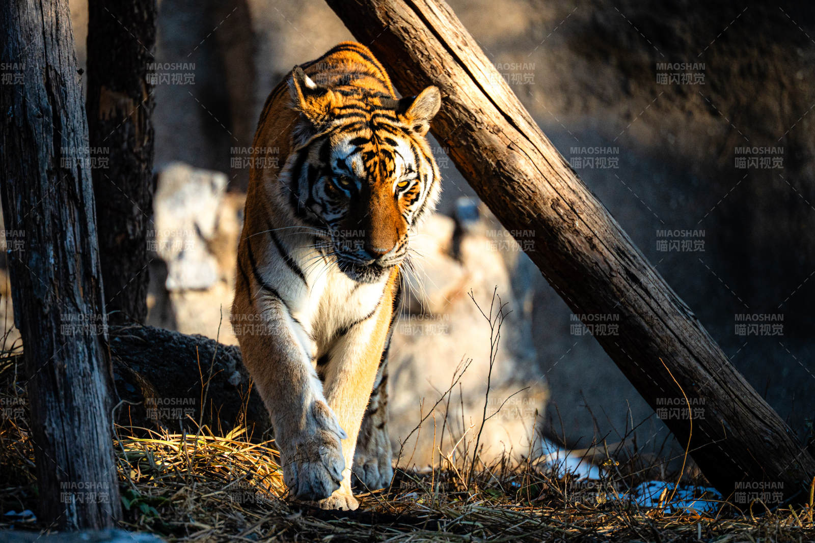 猛虎前行-攝影圖