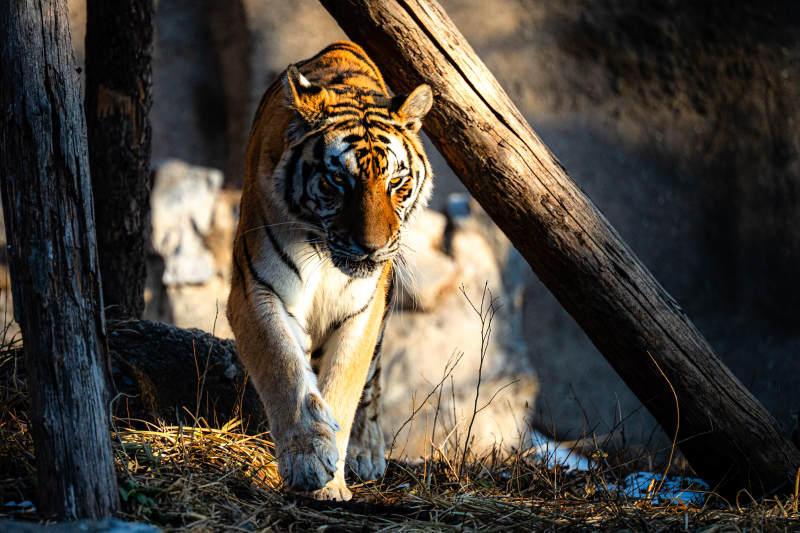 猛虎前行-攝影圖