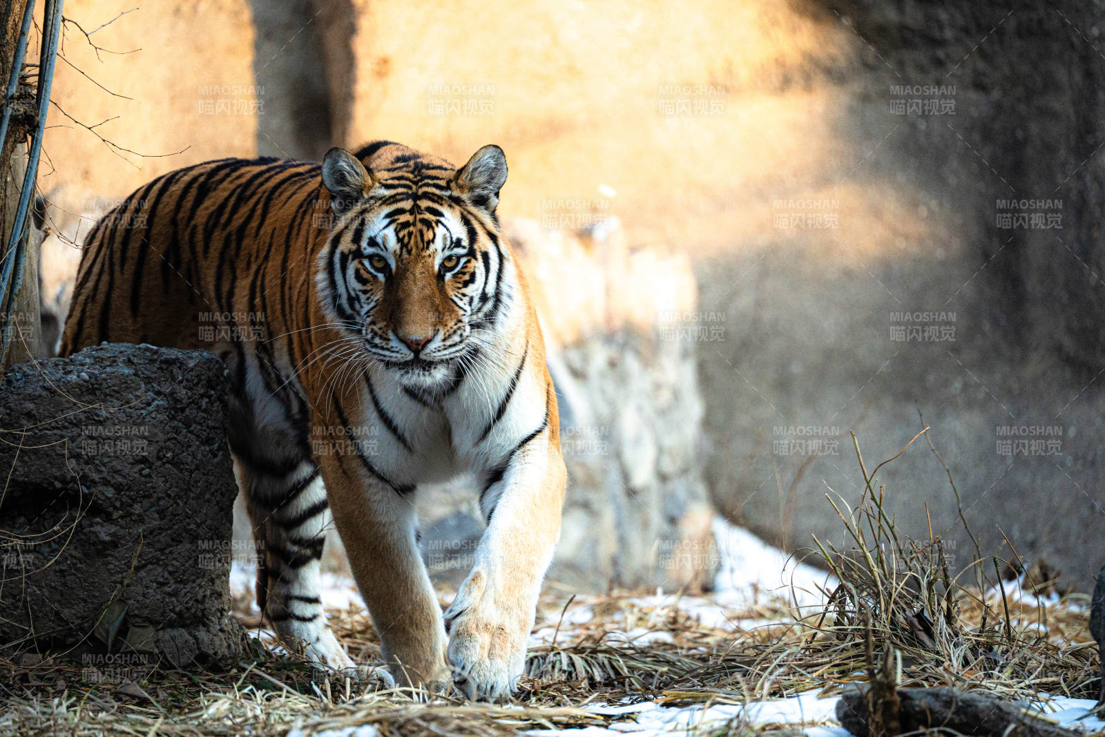 猛虎前行-攝影圖