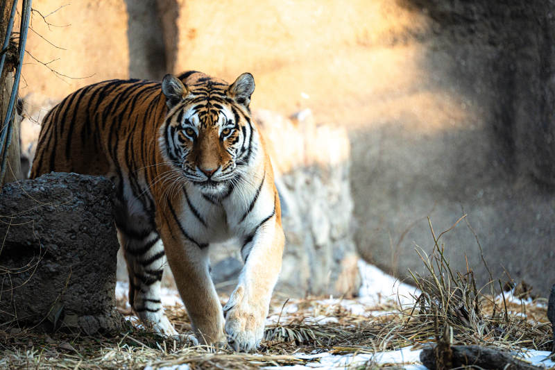 猛虎前行-攝影圖