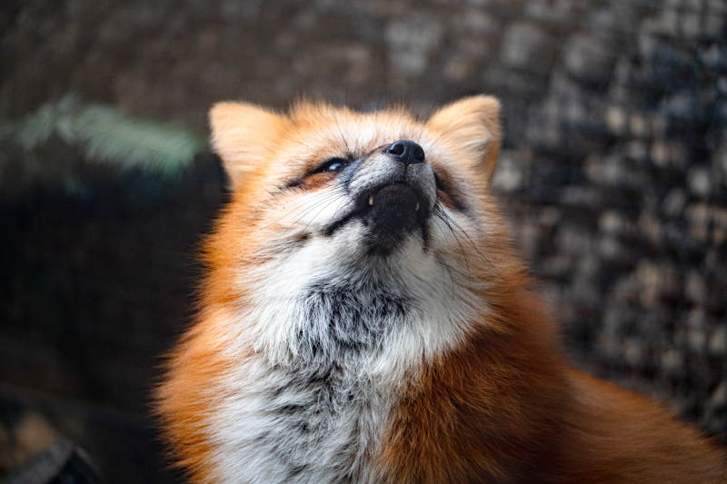 仰望天空的狐貍-攝影圖