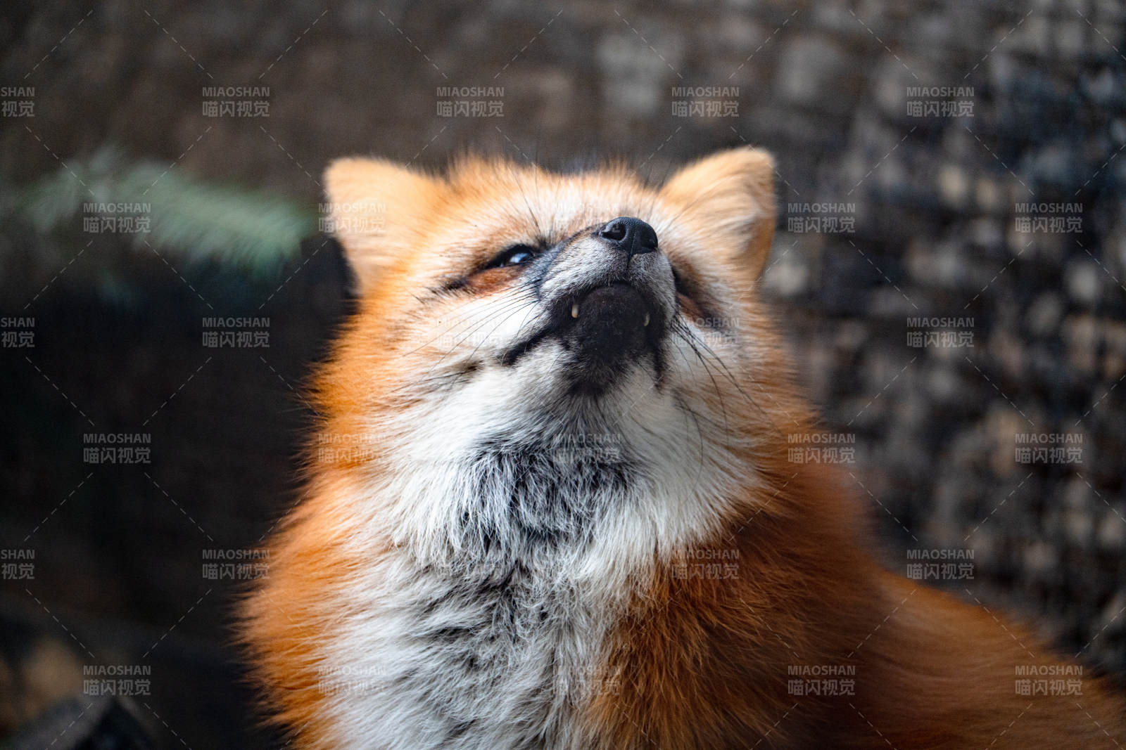 仰望天空的狐貍-攝影圖