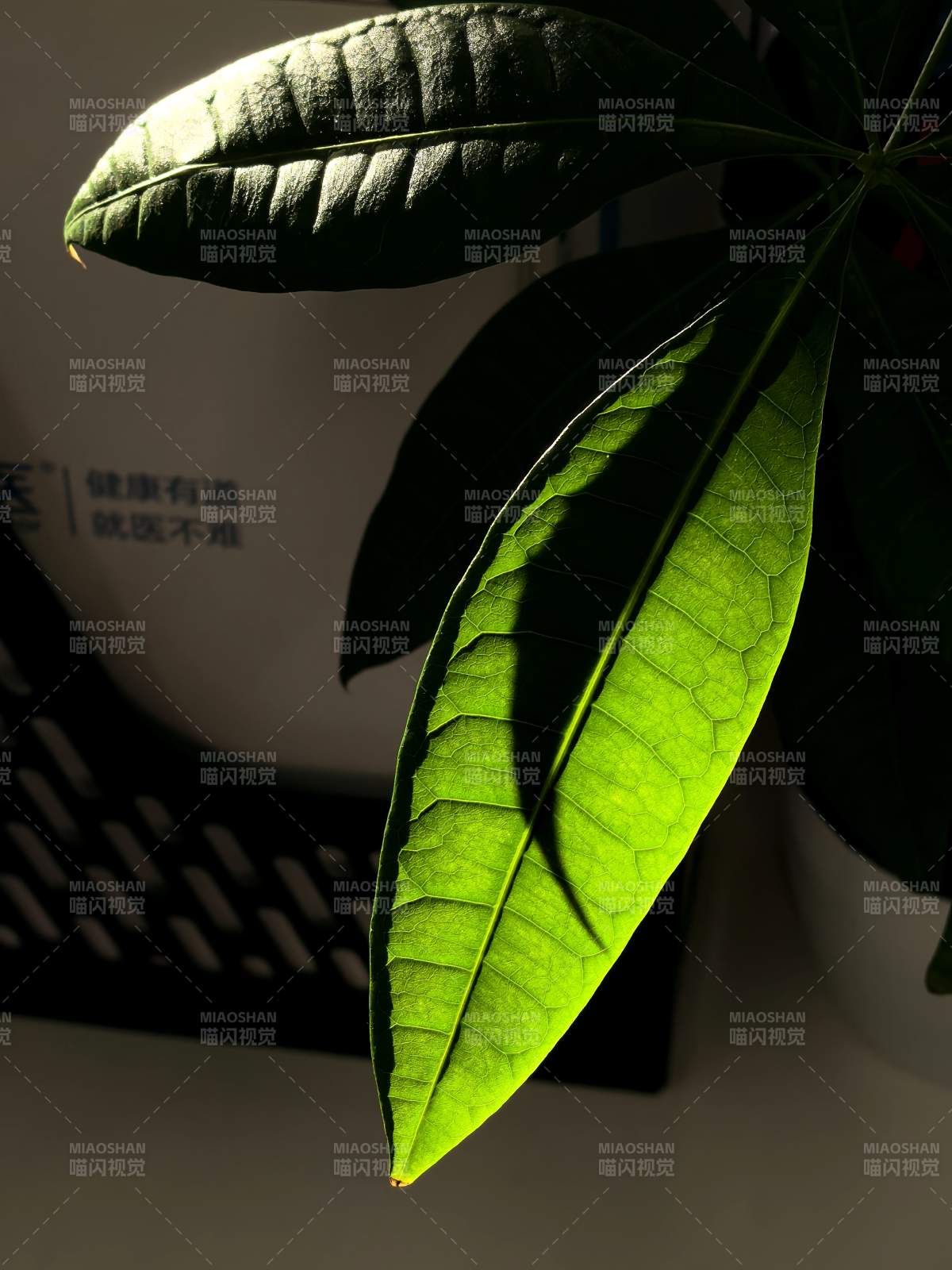 綠葉光影-攝影圖