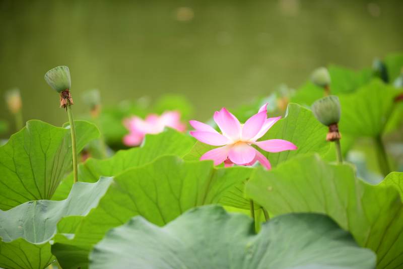 荷花盛開 綠葉相伴-攝影圖