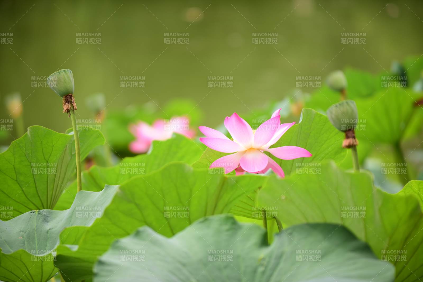 荷花盛開(kāi) 綠葉相伴-攝影圖