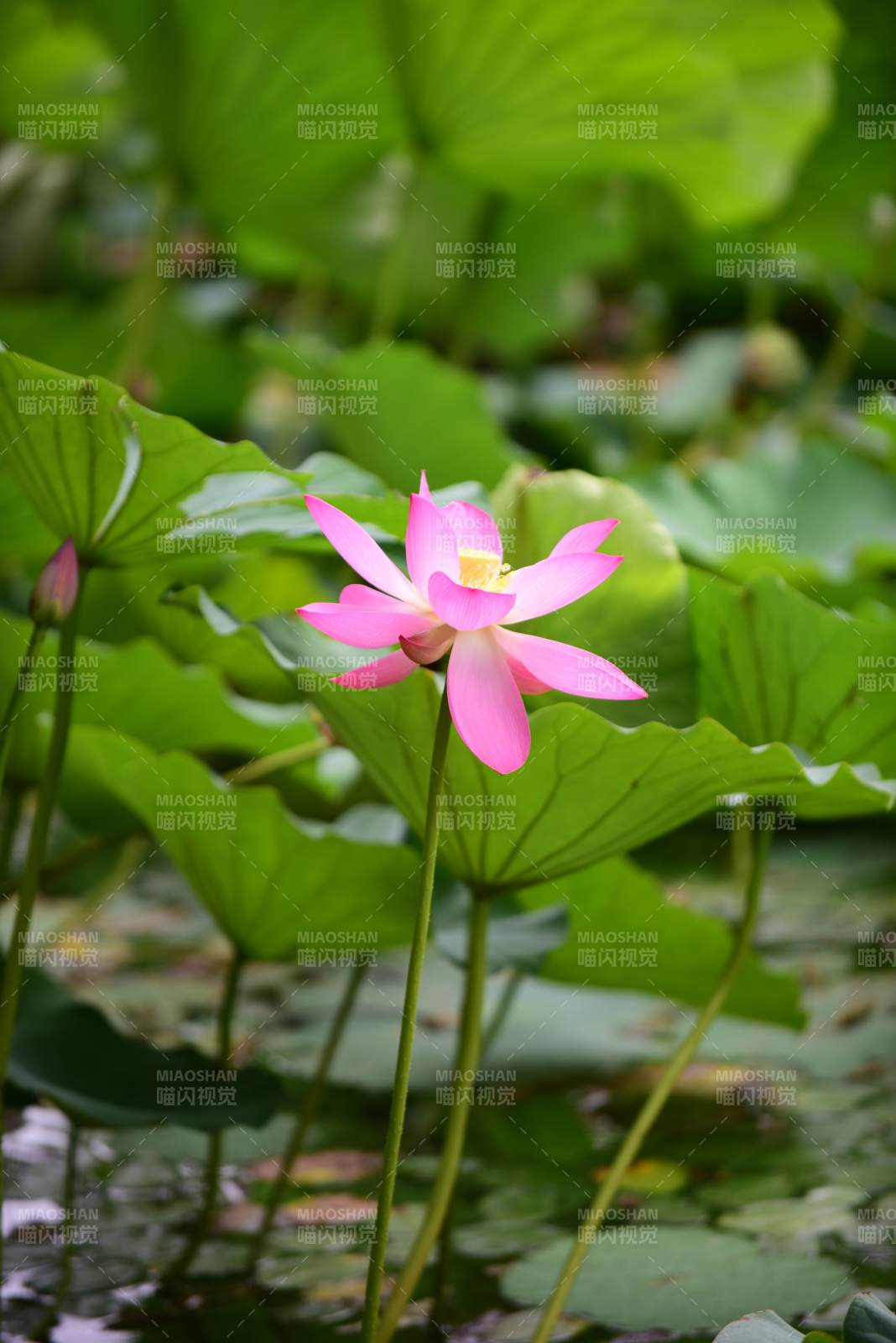 粉蓮綻放綠葉間-攝影圖
