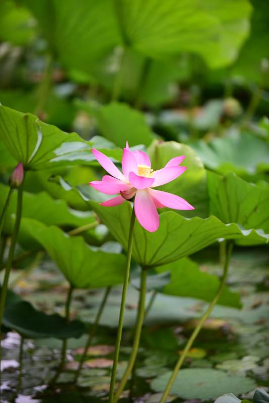 粉蓮綻放綠葉間-攝影圖