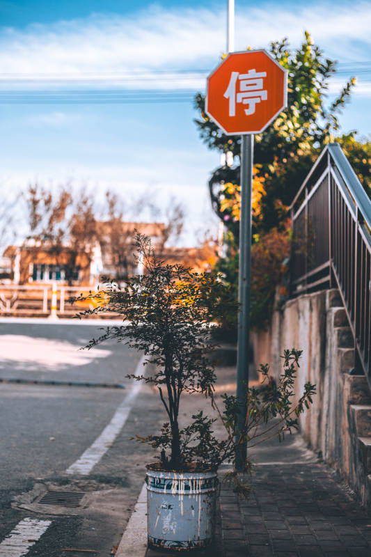 停字路標旁的綠植-攝影圖