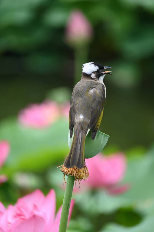 白頭鵯棲蓮蓬-攝影圖