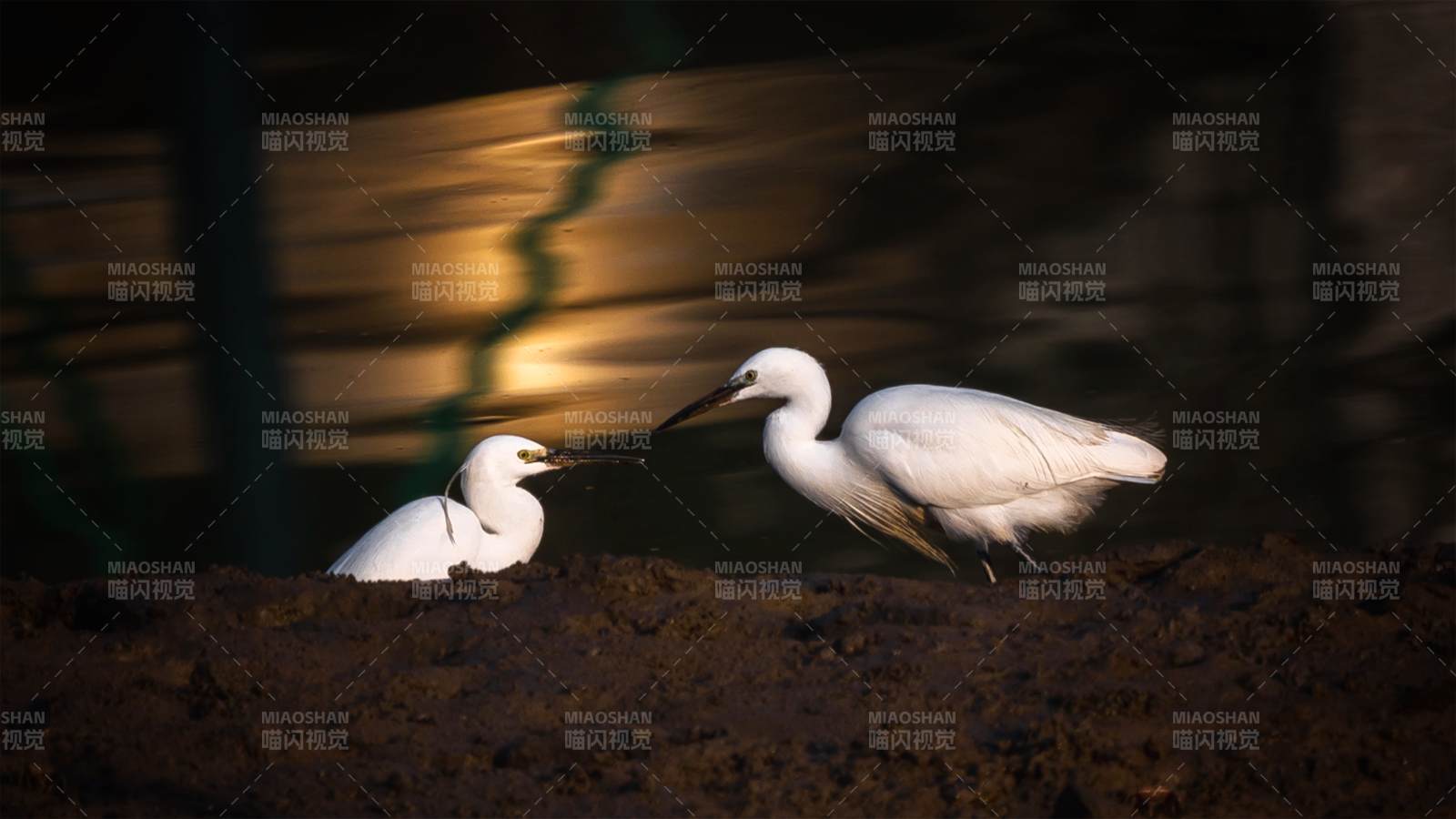 白鷺雙影夜色中-攝影圖